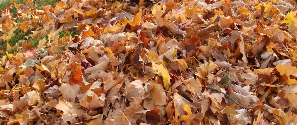 A large pile of leaves cover a lawn in Matthews, NC.
