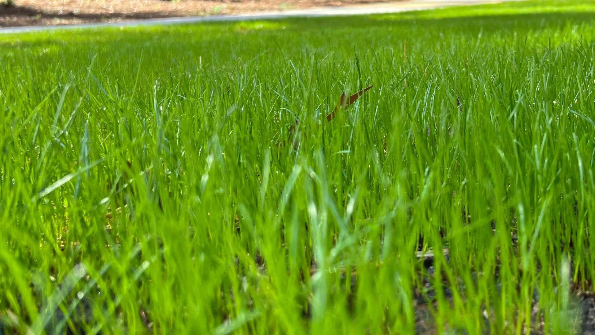 Does Mowing Make Your Grass Thicker?