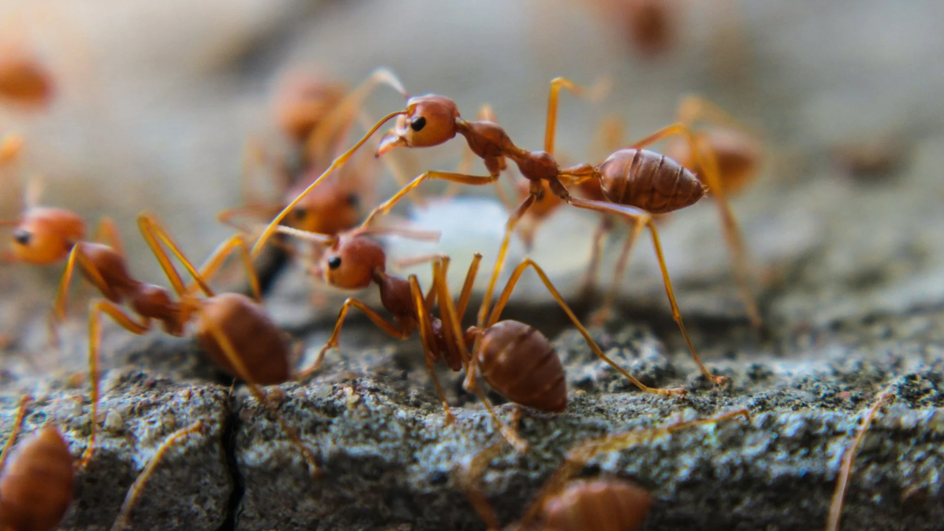 Why Does Your Yard Have More Fire Ant Mounds After Rainfall?