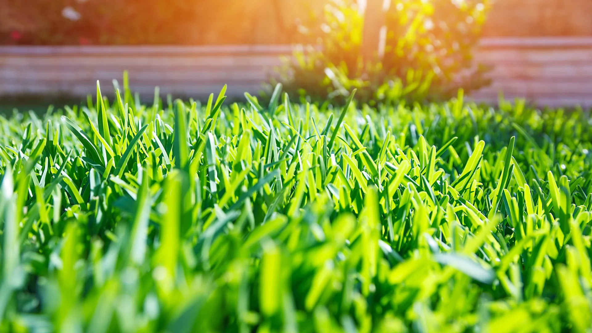 Is Your Lawn's Soil Compacted? Here's How to Tell