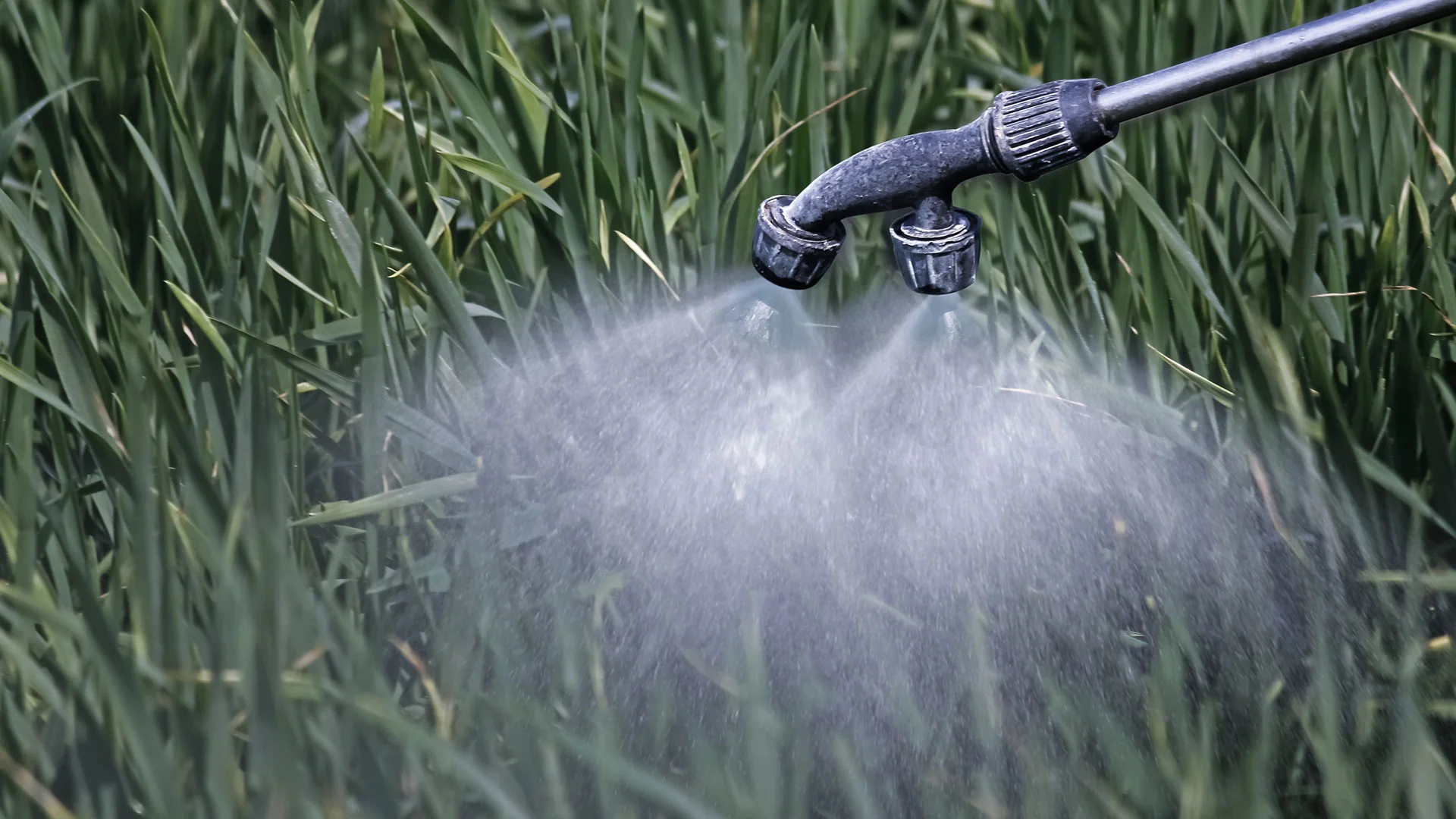 Healthy lawn being sprayed with lawn weed control solutions near Charlotte, NC.