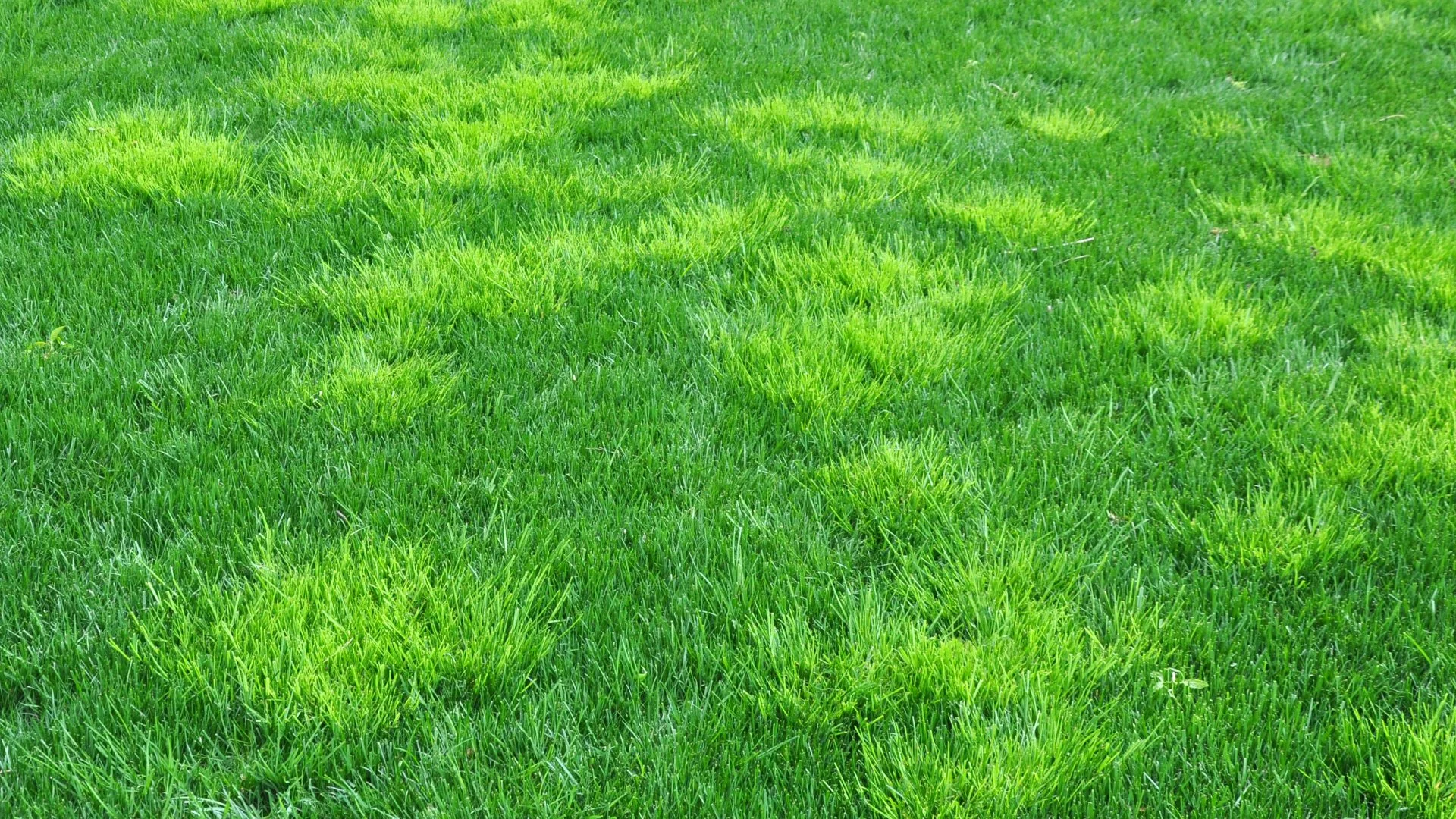 Lawn Weed Identification Guide: Broadleaf vs Grassy
