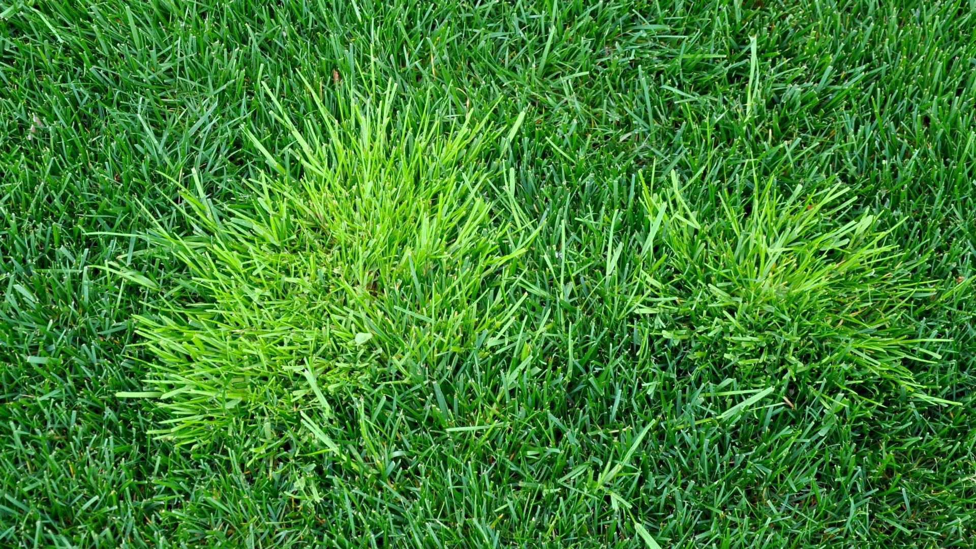 Do Weed Control Treatments Negatively Impact Your Lawn?