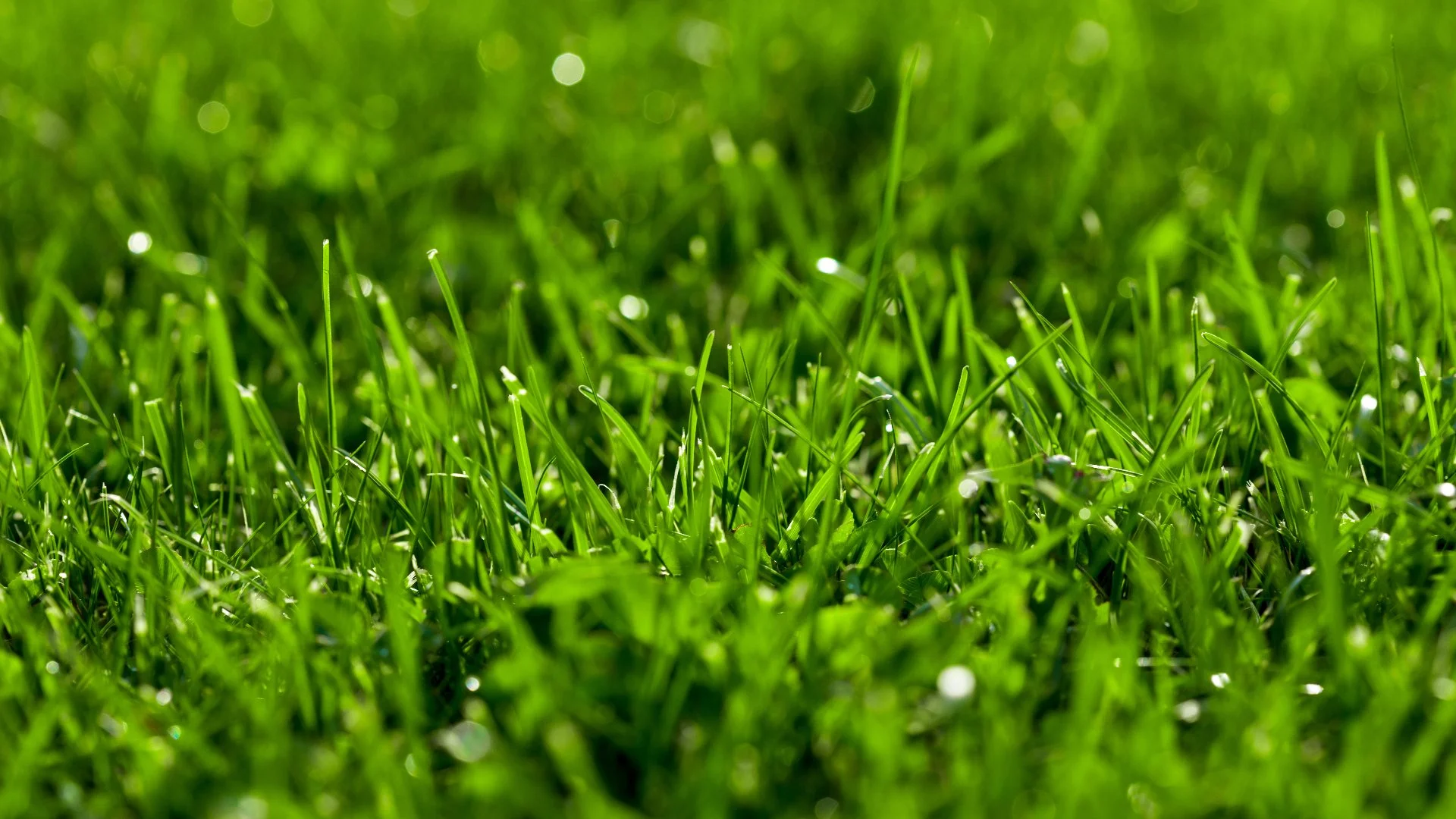 Growing a New Lawn? Consider This Before Choosing Between Sod & Seeds