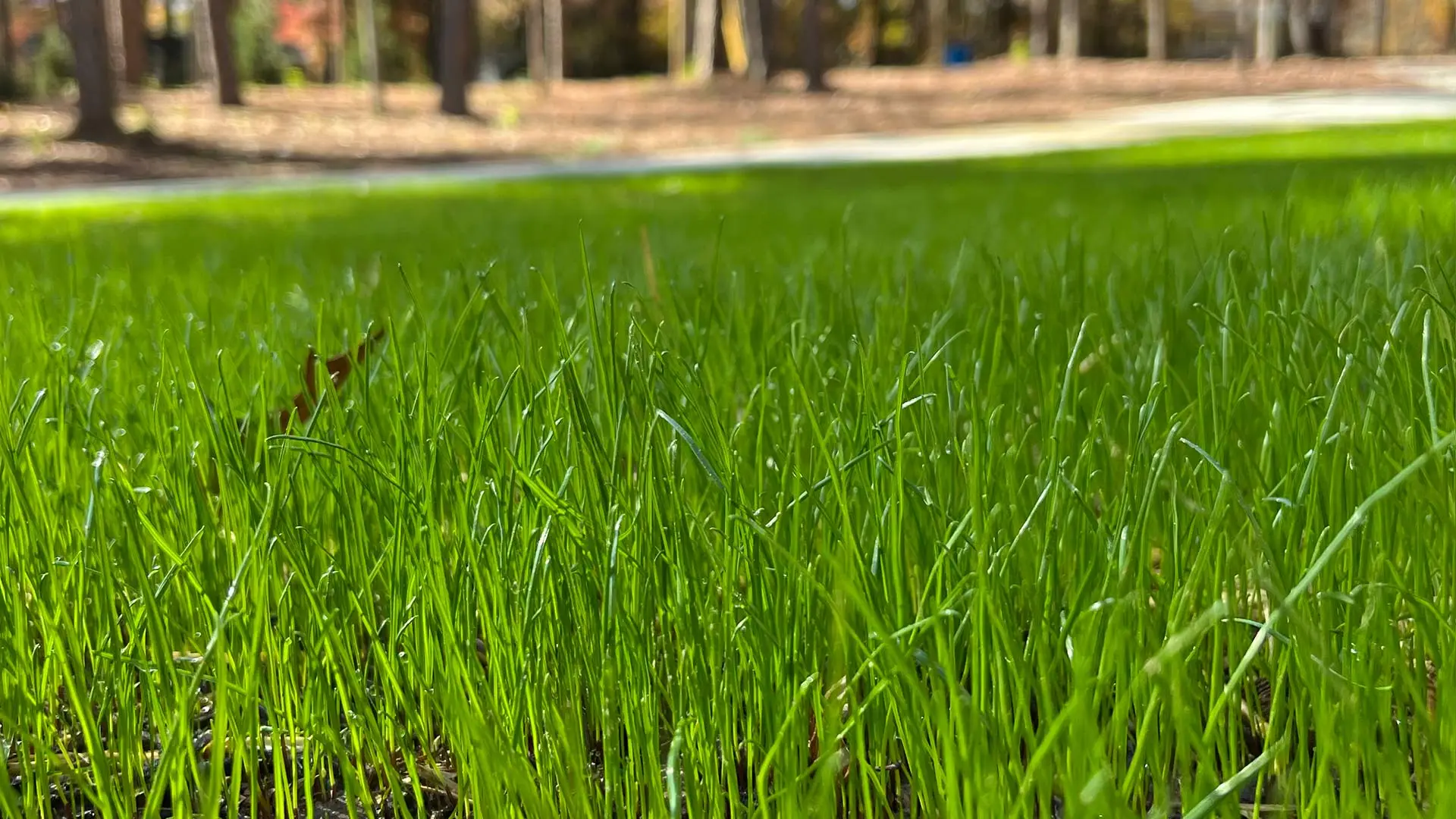 Beautiful, healthy grass sprouting from a newly overseeded lawn.