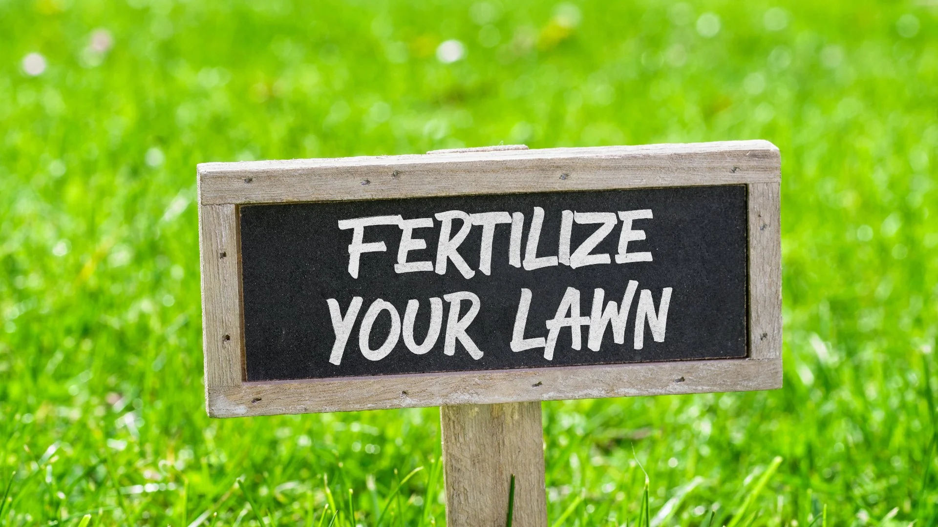 Should I Fertilize My Cool-Season Lawn During the Fall Season?