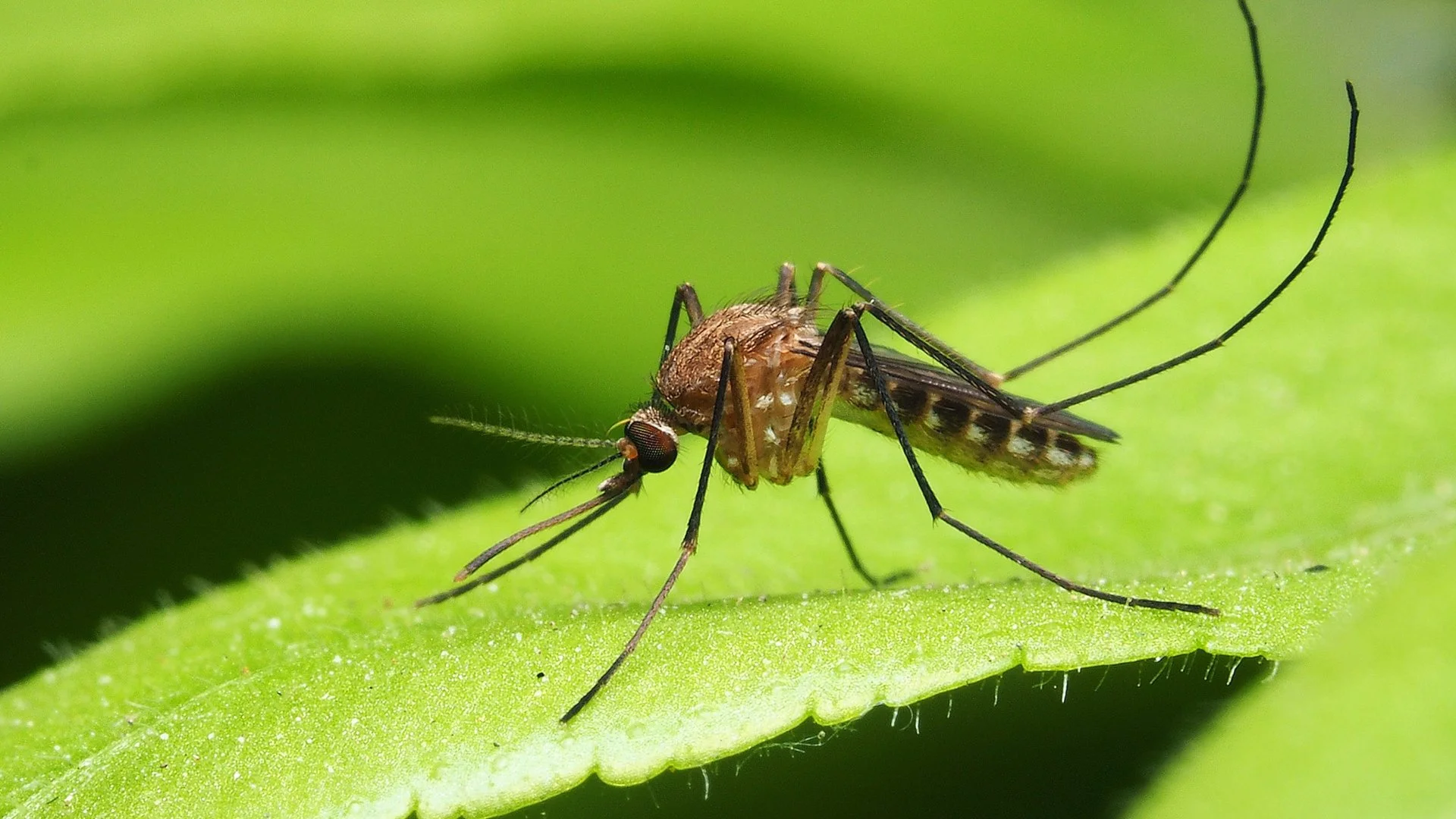 Don’t Waste Time & Money on DIY Mosquito Control - Hire Pros!