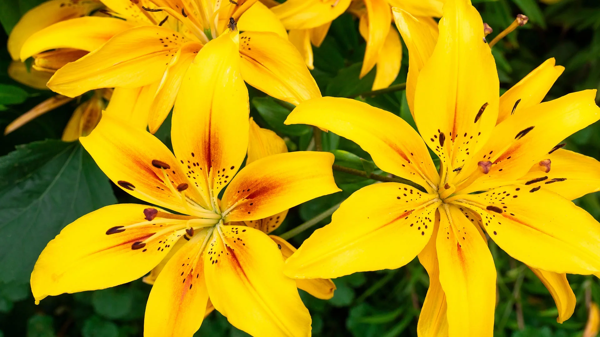 Lilies grown in a softscape bed in Matthews, NC.