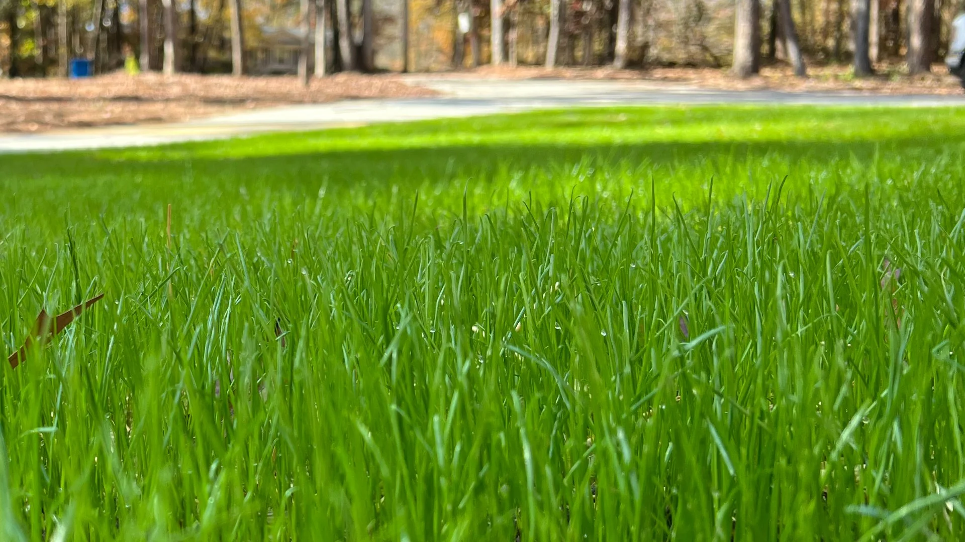 What Is Overseeding & How Will It Benefit My Lawn?