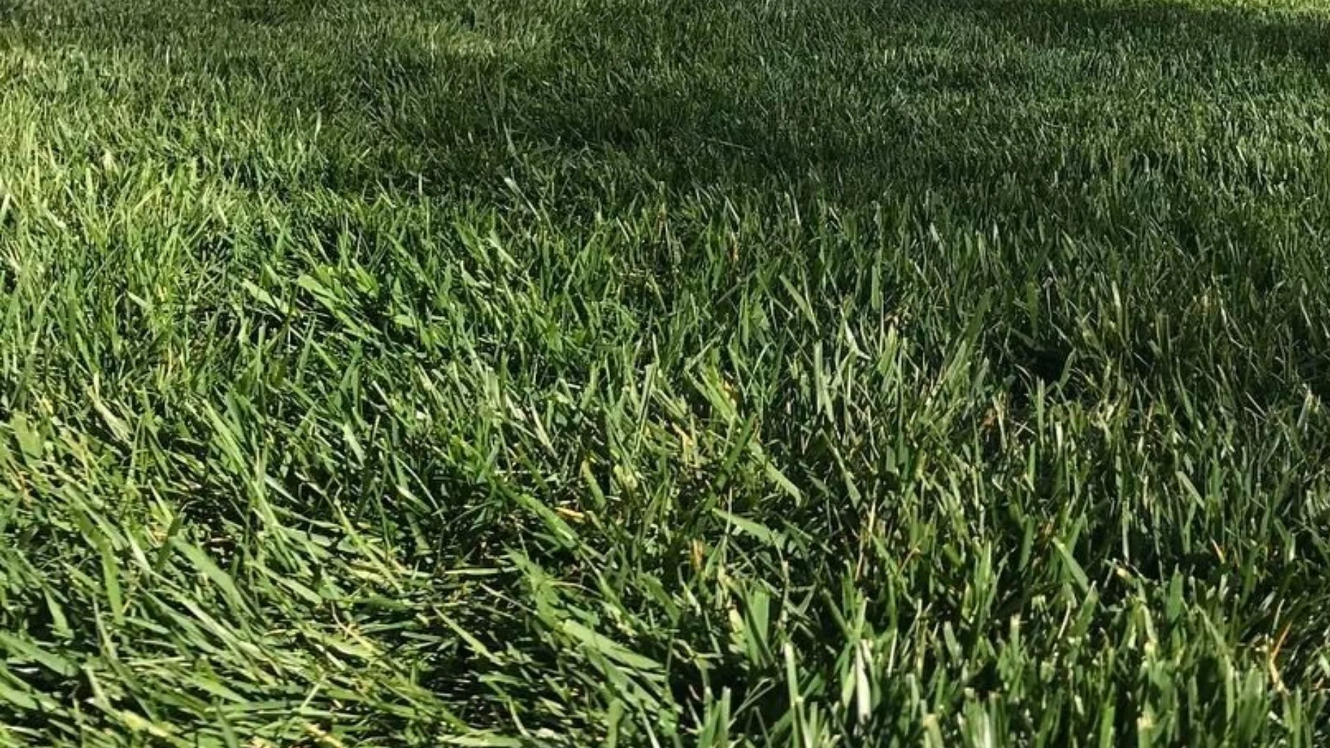 What Should Be Done Before Overseeding Your Lawn?