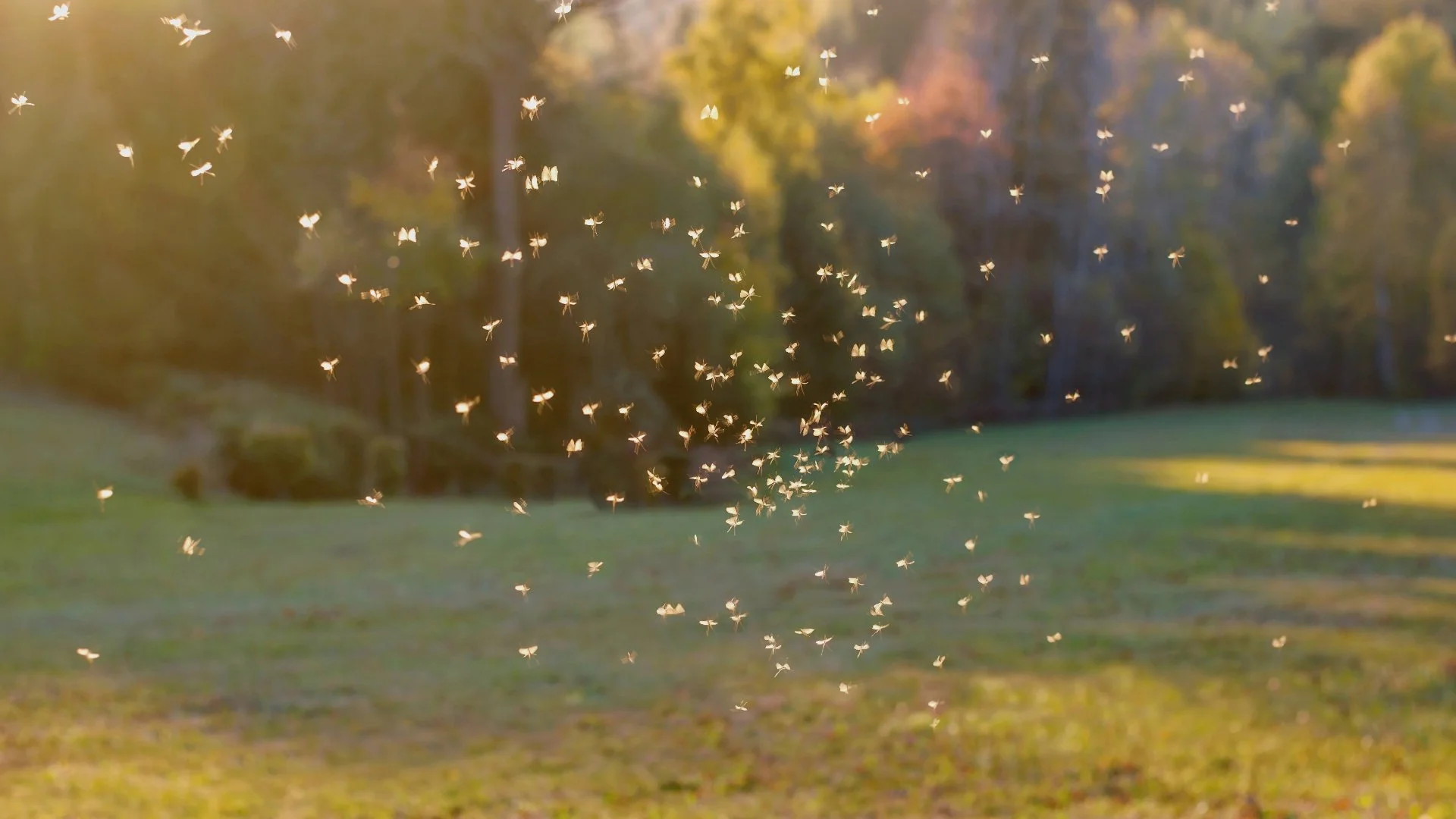 Mosquitoes Infesting Your Property? Here Are Some Ways to Protect Yourself
