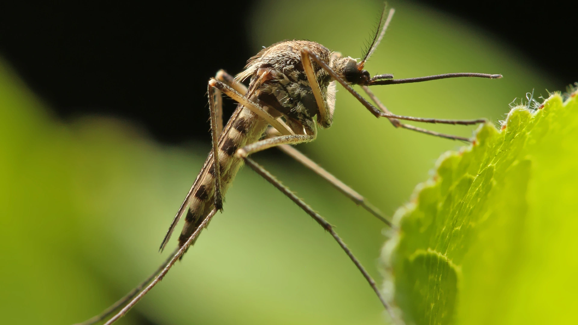 You Might Be Unknowingly Attracting Mosquitoes to Your Outdoor Living Space!