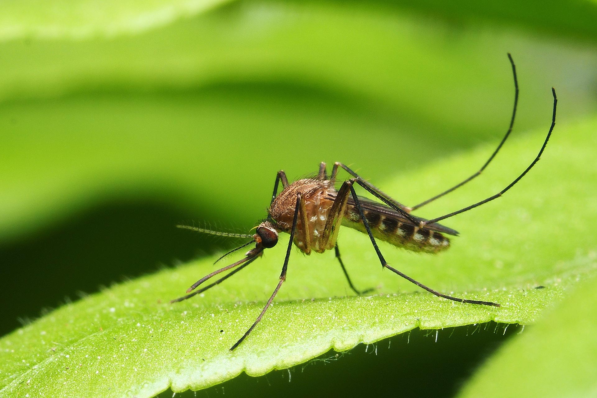 Mosquito landing in property in Matthews, NC.