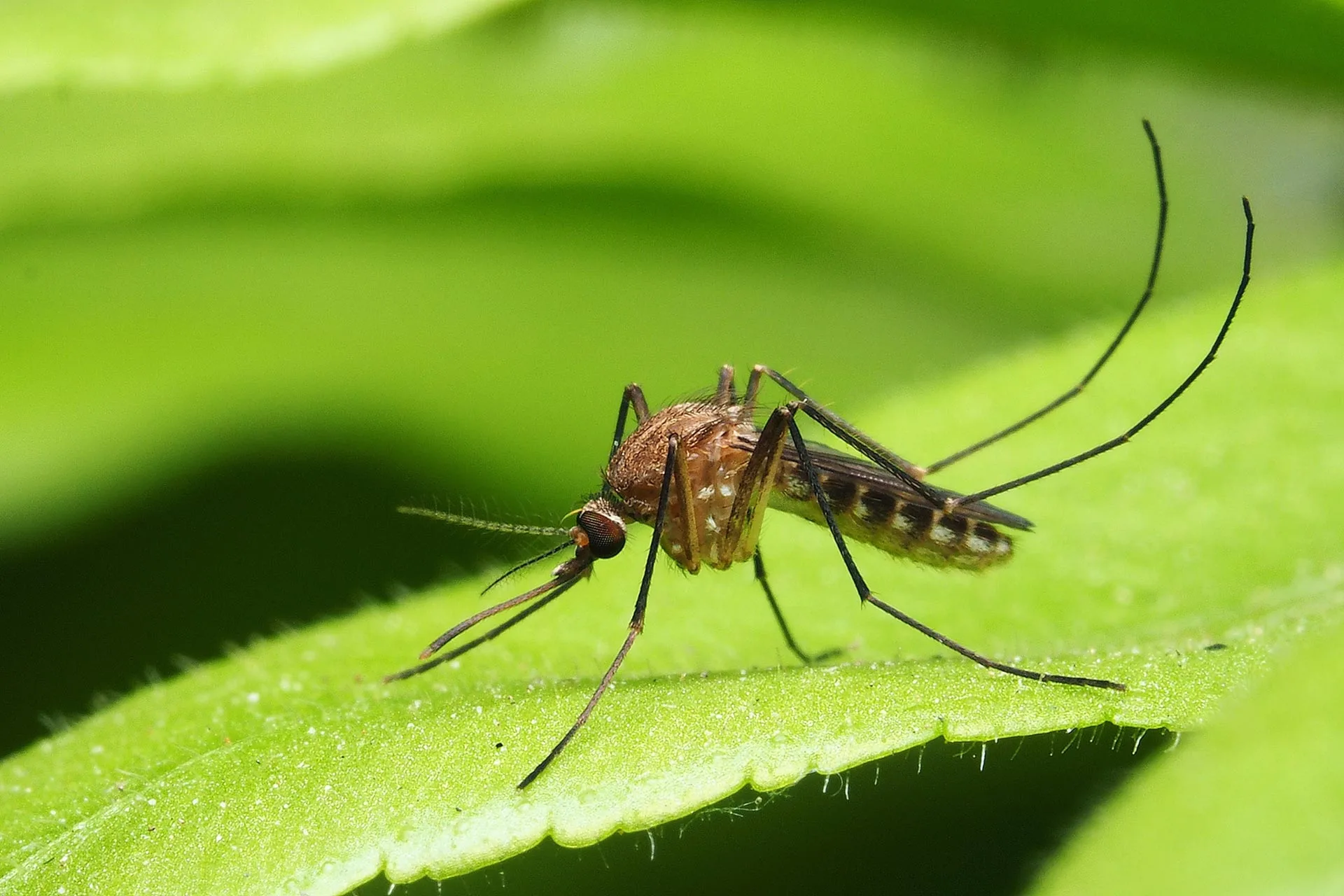 Mosquito landing in property in Matthews, NC.