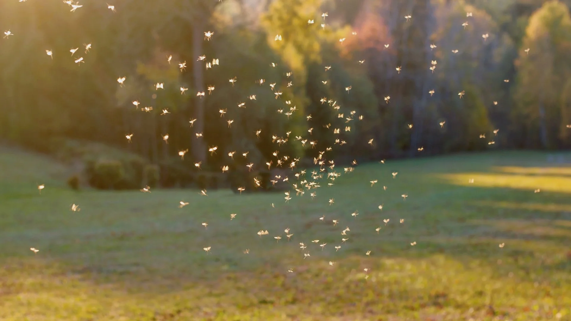 Why Do Mosquitoes Get Worse After It Rains?