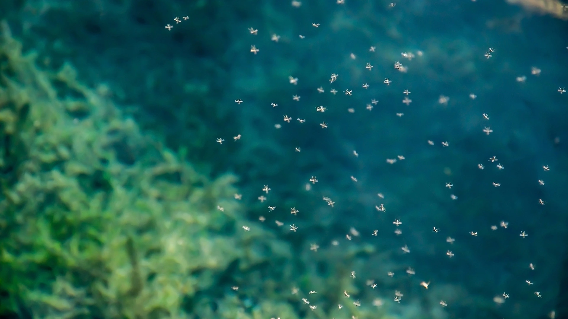 Mosquitos flying around in a big group near a puddle of water in Matthews, NC.