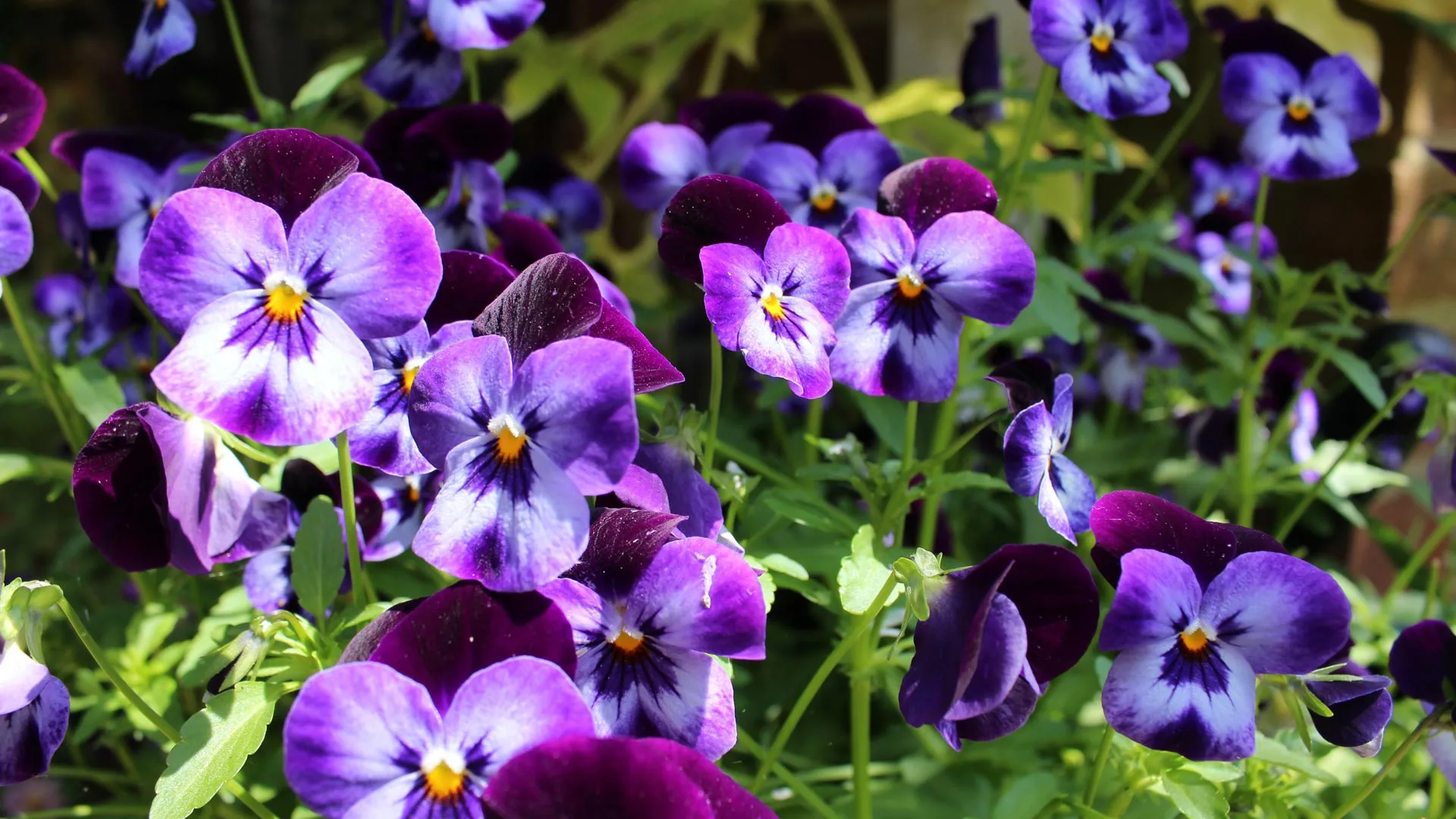 Pansies flowers installed in landscape in Matthews, NC.