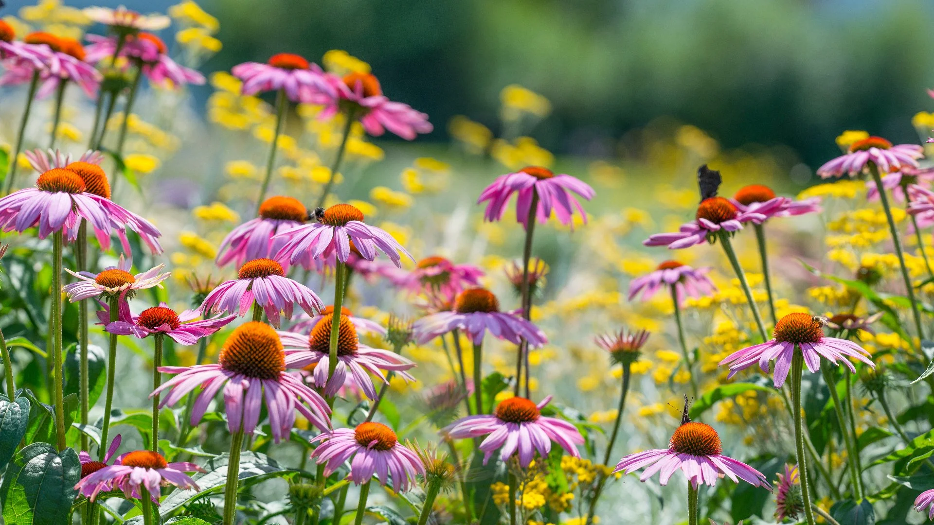 Why Should You Choose Native Plants for Your Landscape?