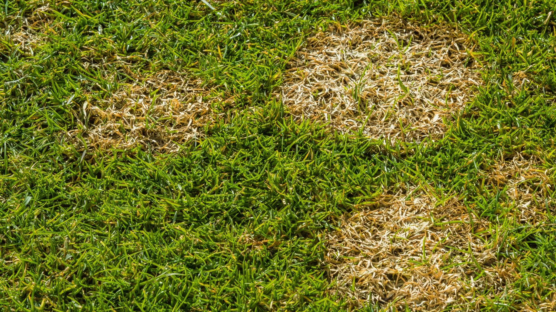 Is It Possible for a Lawn Disease to Go Away on Its Own?