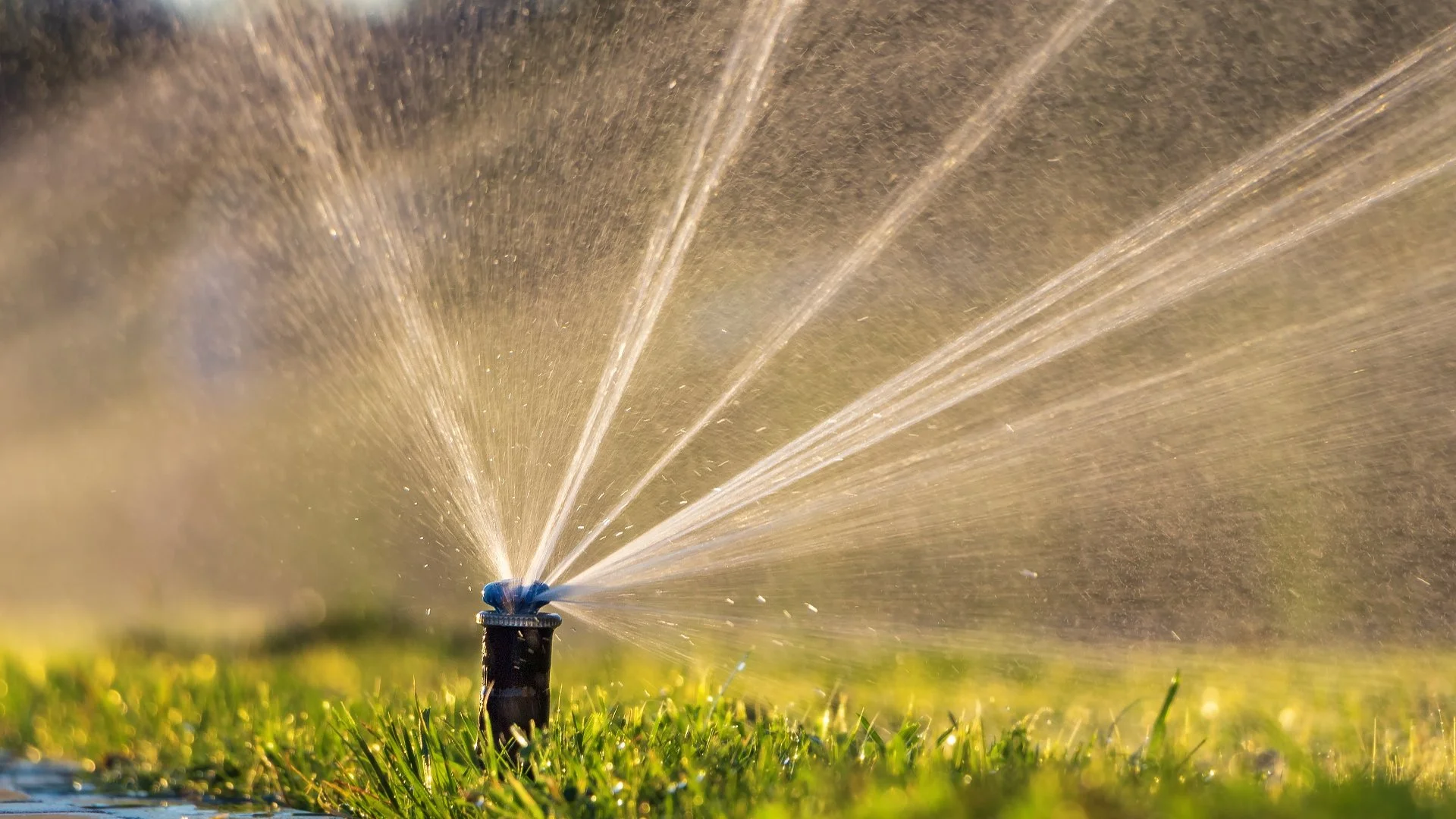 Common Signs of an Irrigation System Leak