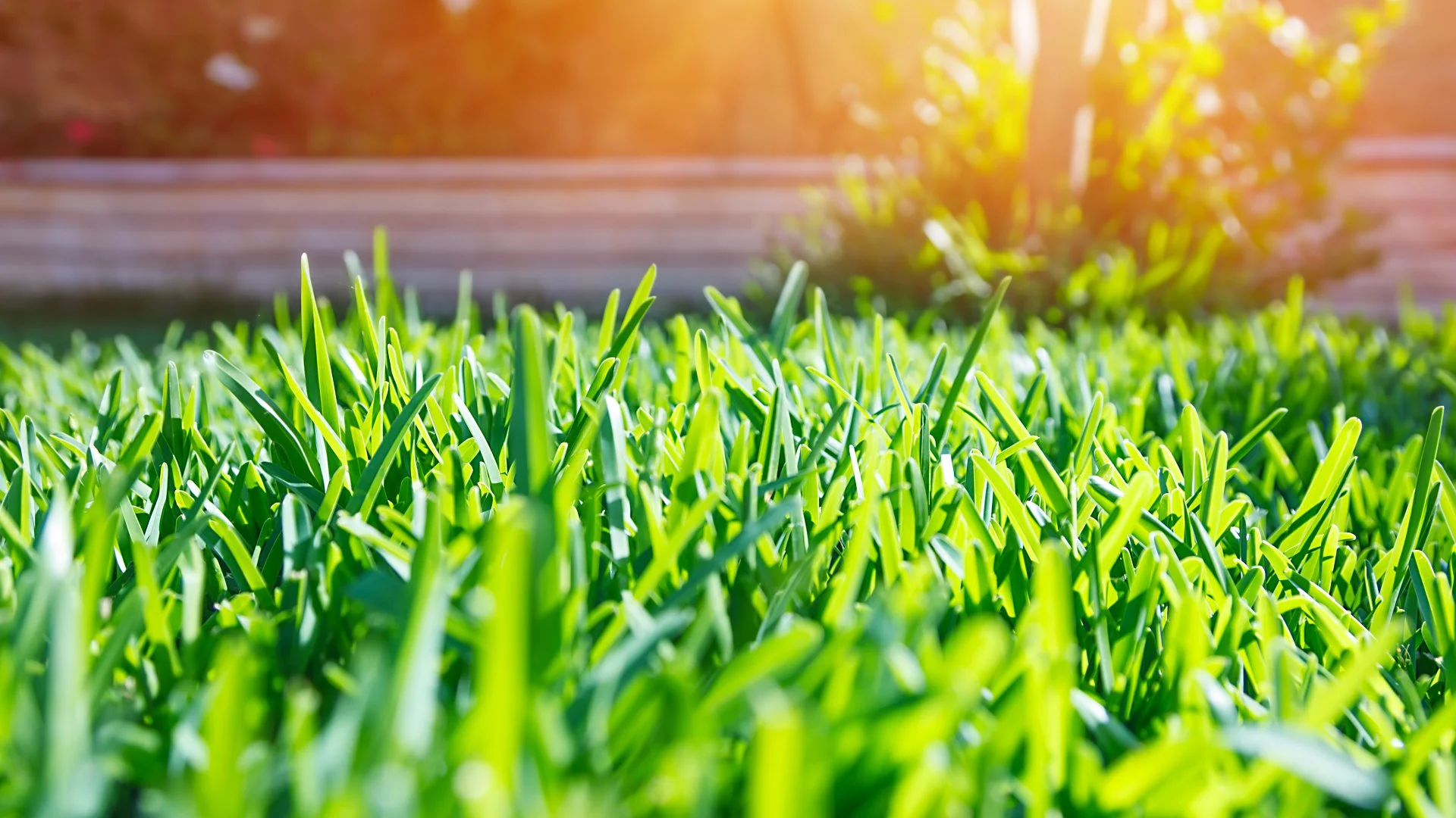 What Does It Mean When Lawns Are Cool-Season or Warm-Season?