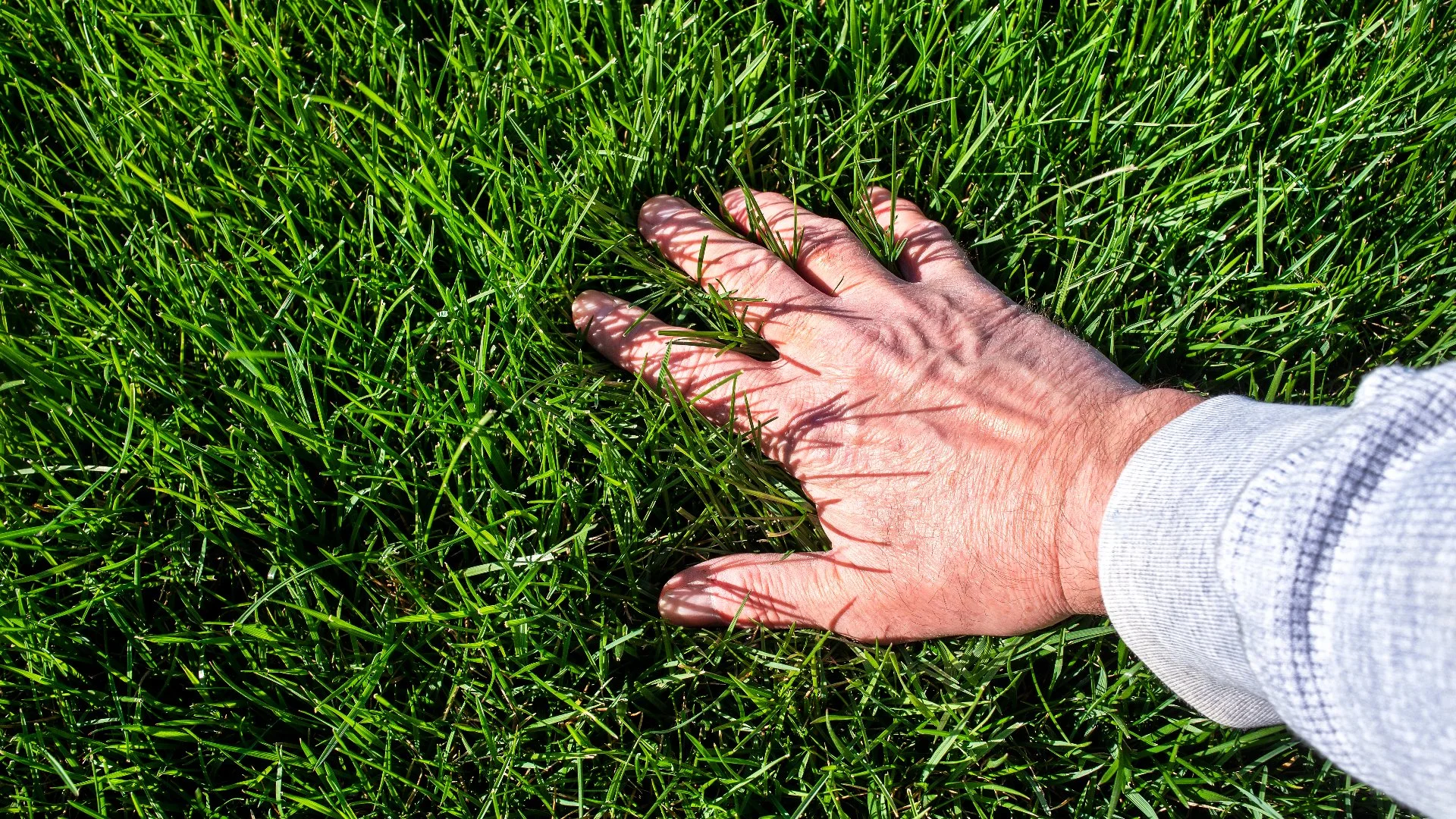 Do You Have a Tall Fescue Lawn in North Carolina? Aerate & Overseed It This Fall!