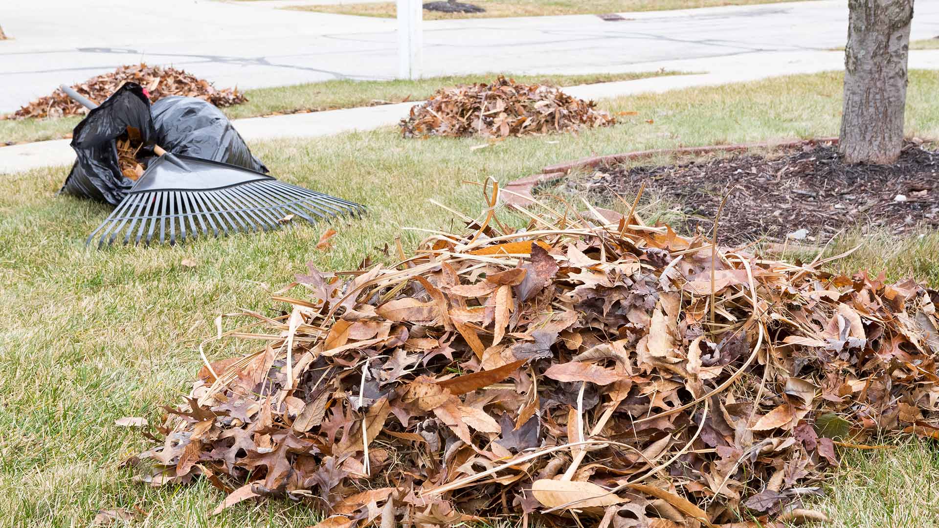 Leaf piles with a bag and rake on a lawn near Matthews, NC.