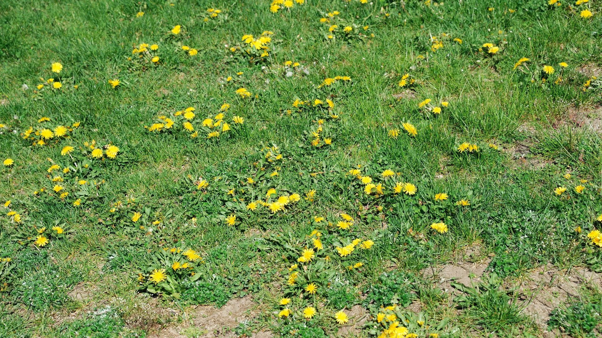 Skipping Out on Weed Control Can Lead to Big Trouble for Your Lawn