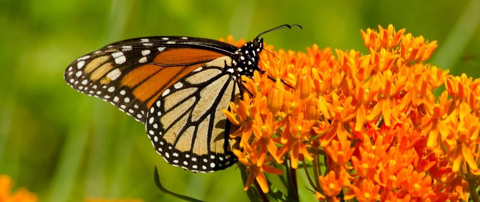 Butterfly on butterfly weed flowers in Matthews, NC.