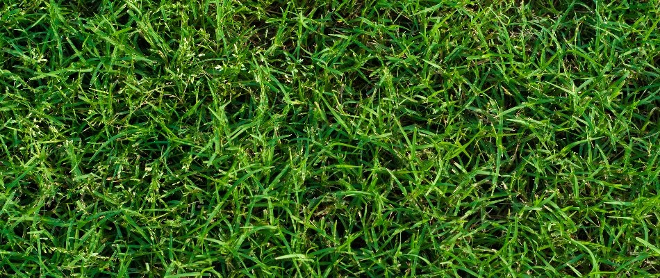 Close up of bermudagrass in Matthews, NC.