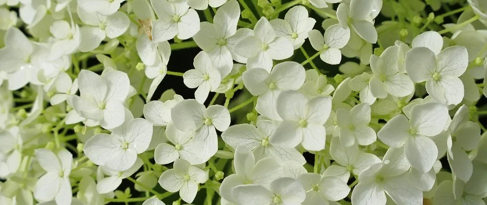 A close-up of white hydrangea flowers in Matthews, NC.