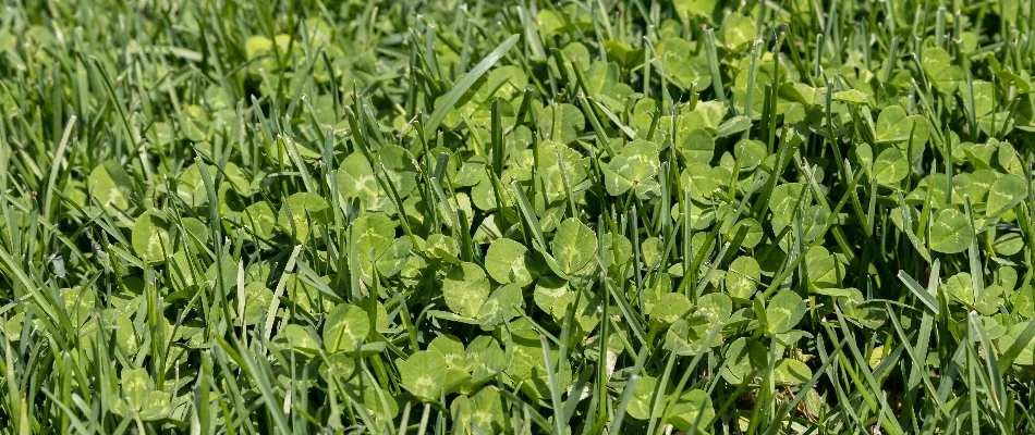 Clover weeds and grass blades in Matthews, NC.