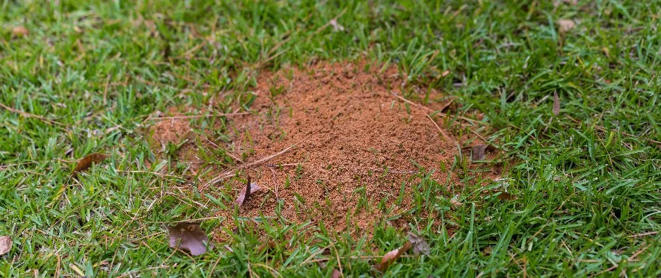 Fire ant mound on a lawn in Matthews, NC.