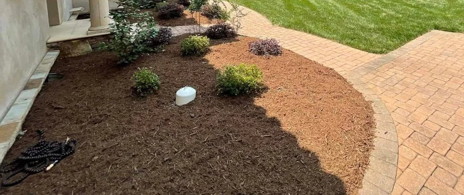 Landscape bed in Matthews, NC, with mulch and plants next to a paver walkway.