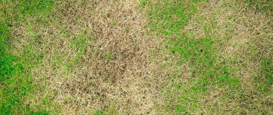 Lawn in Matthews, NC, suffering from a disease.