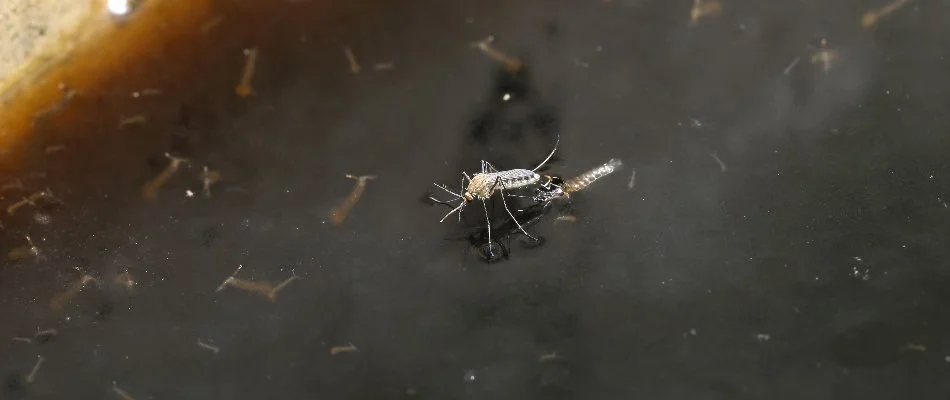 Mosquito in Matthews, NC, laying eggs.