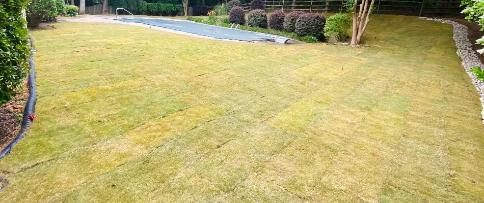 Newly installed sod in a yard in Matthews, NC, with shrubs.