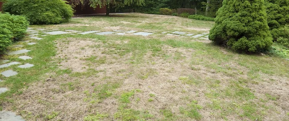 Patchy lawn in Matthews, NC, with shrubs.