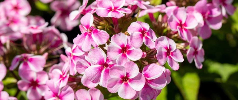 Pink phlox flowers in Matthews, NC.