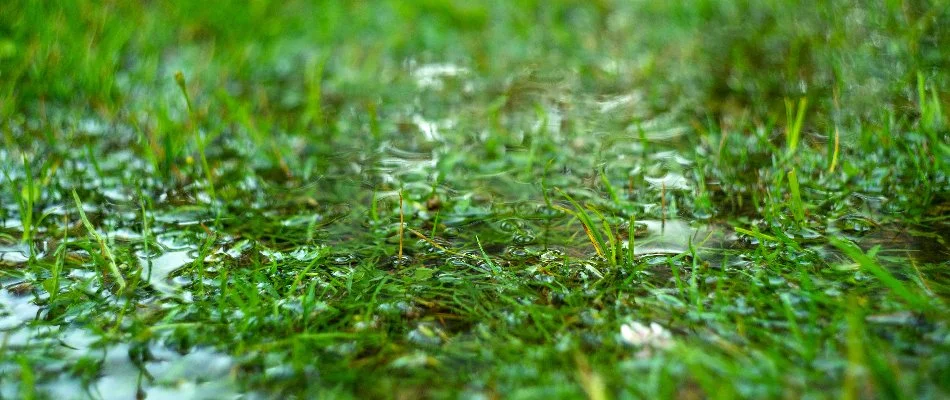 Lawn in Matthews, NC, with a puddle.