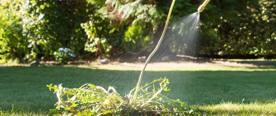 Spraying a herbicide on a weed in Matthews, NC.