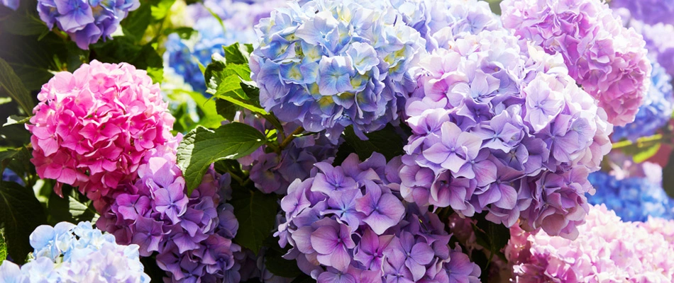 Colorful hydrangeas installed for landscape bed in Matthews, NC.