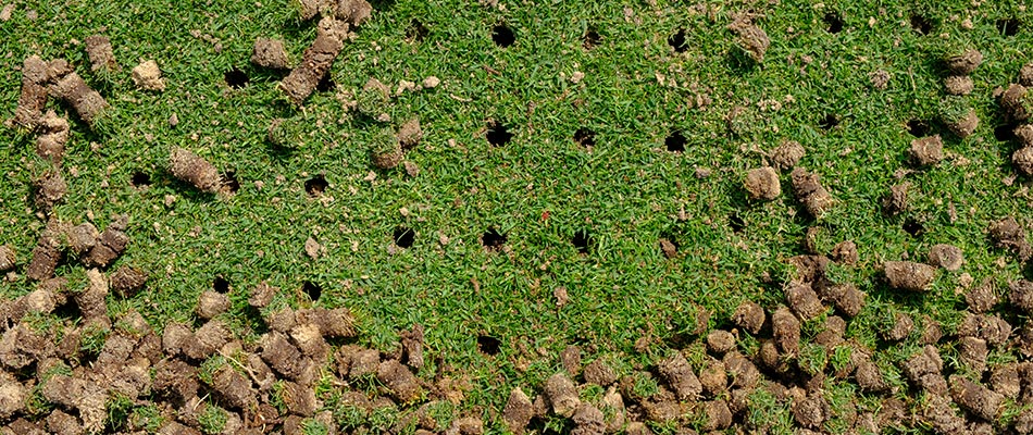 Overhead view of lawn aeration plugs and holes in a lawn near Ballantyne, NC.
