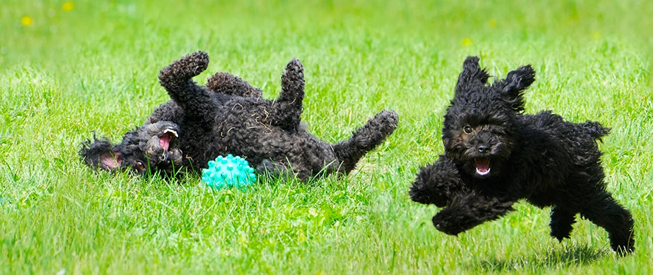 Pet safe grass and lawn with dogs playing around on it near Matthews, NC.