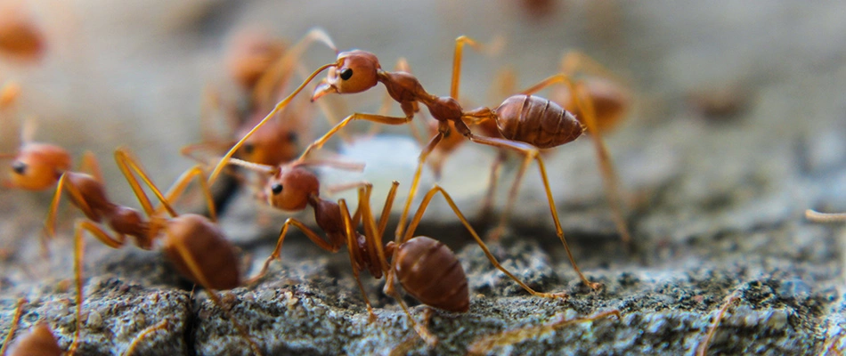 A group of fire ants scurrying to work on a rock near Matthews, NC and nearby areas.