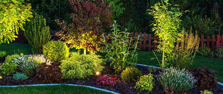 Landscape bed with lighting at night illuminating the gorgeous plants and trees.