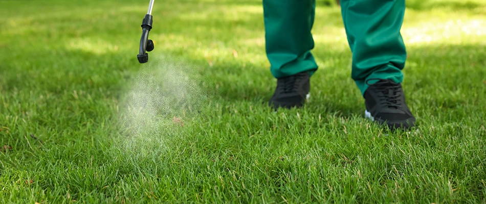 A very healthy lawn being sprayed with pre-emergent weed and pest control solution in Ballantyne, NC.