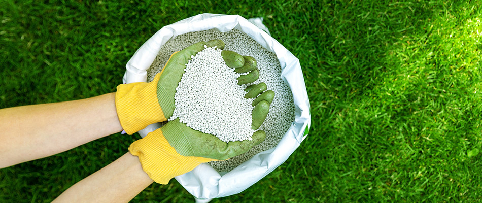 Granular lawn fertilizer in a bag being scooped with gloved hands.