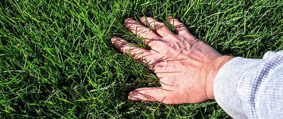 Hand feeling a perfectly healthy, lushious lawn in Matthews, NC.