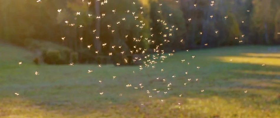 Mosquitoes flying around a property in Fort Mill, SC.